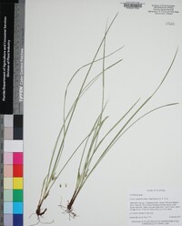 Carex superata image