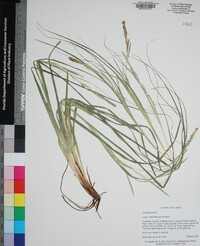 Carex cherokeensis image