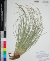 Carex bromoides subsp. bromoides image