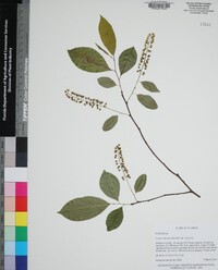 Prunus serotina var. serotina image