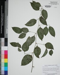 Smilax smallii image