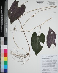 Dioscorea dodecaneura image