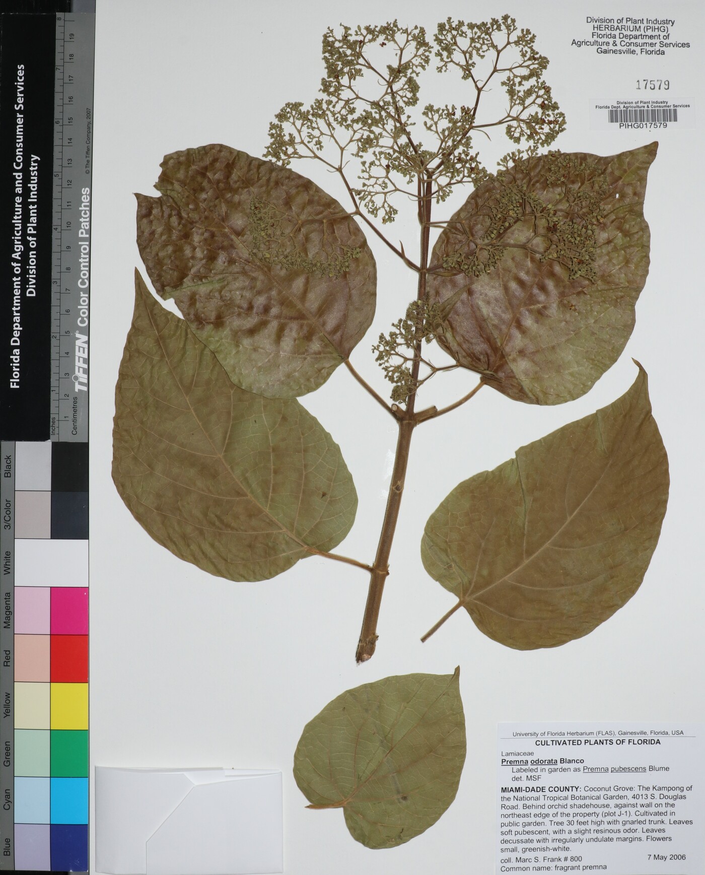 Premna odorata image
