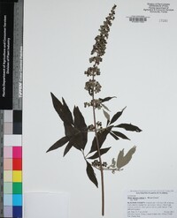 Vitex agnus-castus image