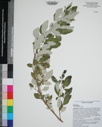 Vitex trifolia image