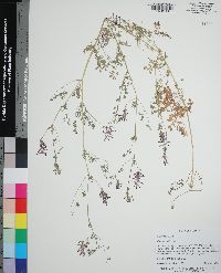 Fumaria officinalis image