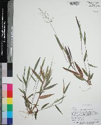 Panicum portoricense image