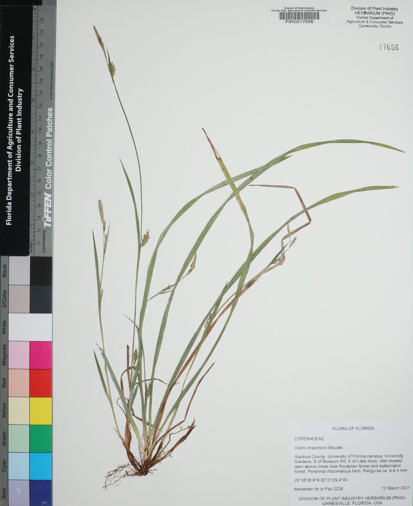 Carex chapmanii image