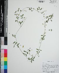 Vicia floridana image