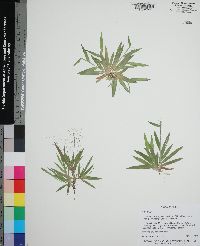 Dichanthelium strigosum image