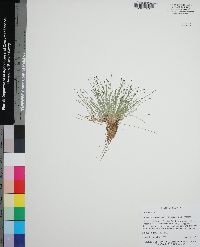 Eleocharis flavescens var. flavescens image