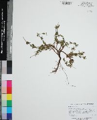 Spermacoce verticillata image