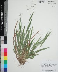 Dichanthelium laxiflorum image