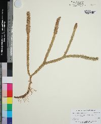 Lycopodiella alopecuroides image