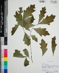 Quercus austrina image