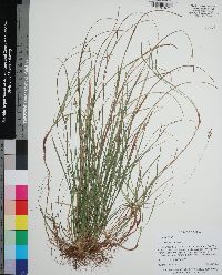 Carex floridana image