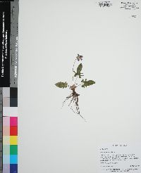 Viola septemloba image