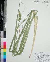 Carex stipata var. maxima image