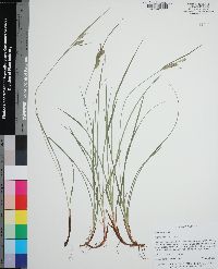 Carex dasycarpa image