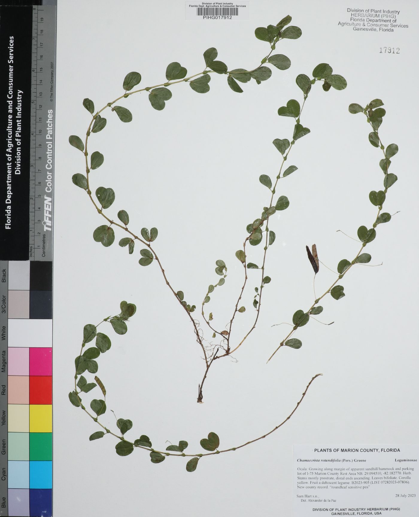 Chamaecrista rotundifolia image