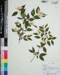 Philadelphus inodorus image