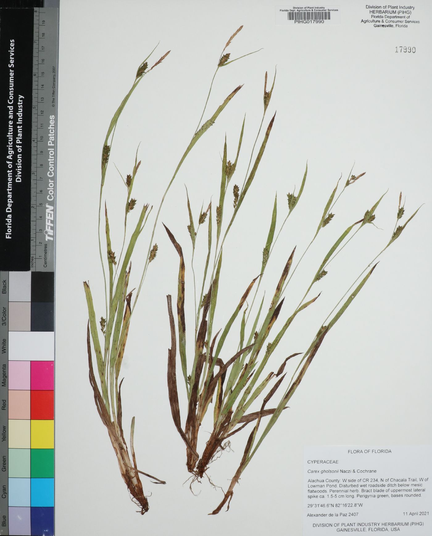 Carex gholsonii image