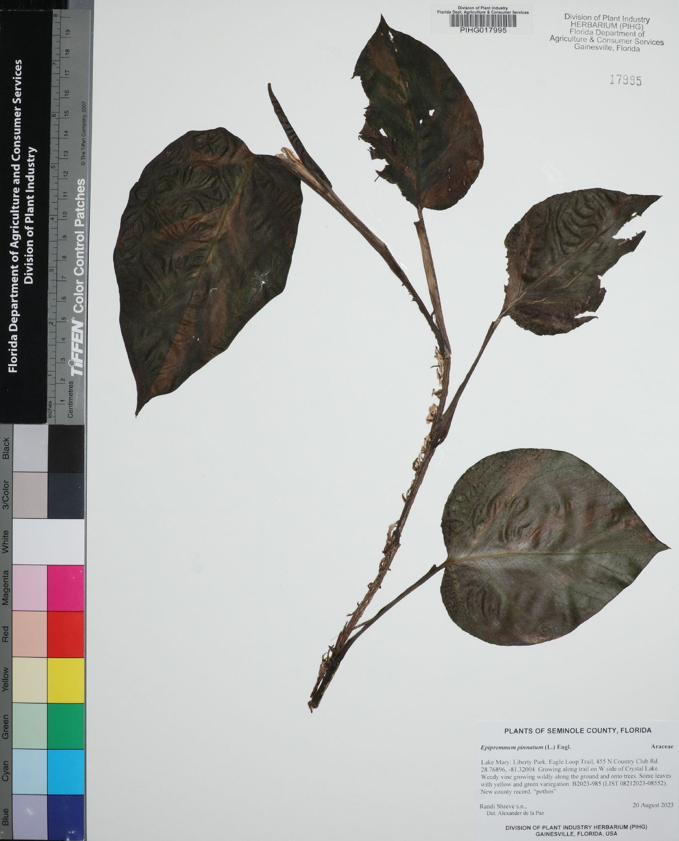 Epipremnum pinnatum image