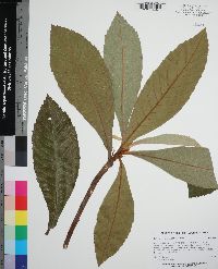 Eriobotrya japonica image