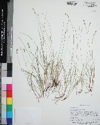 Carex retroflexa image