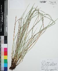 Carex superata image