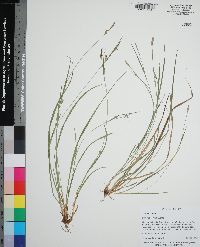 Carex styloflexa image