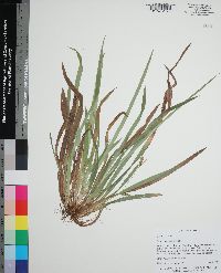 Carex abscondita image