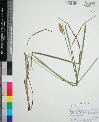 Carex typhina image