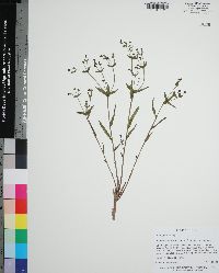 Euphorbia inundata image