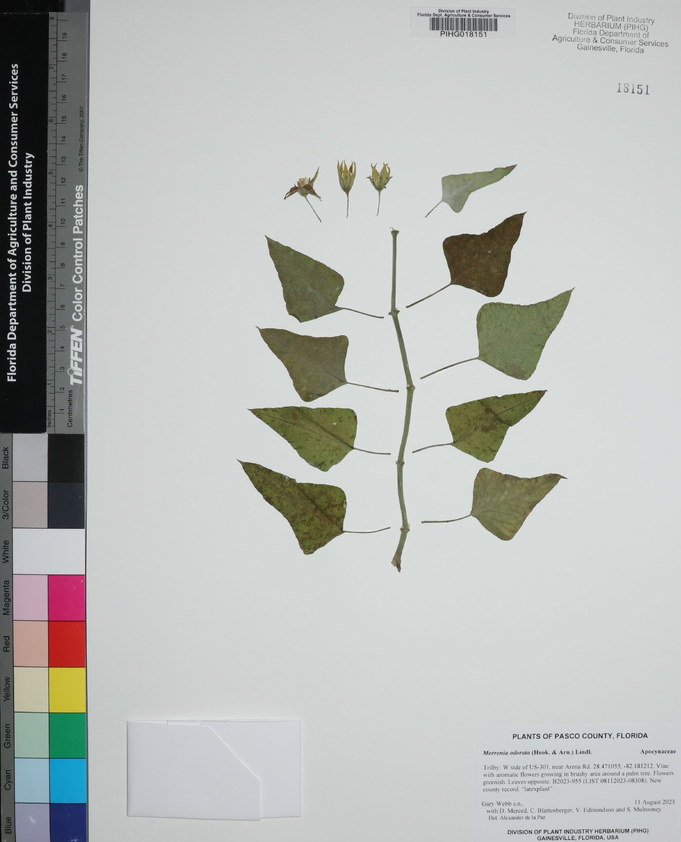 Araujia odorata image