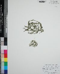 Utricularia olivacea image