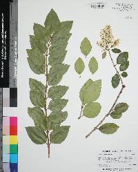 Ligustrum japonicum image