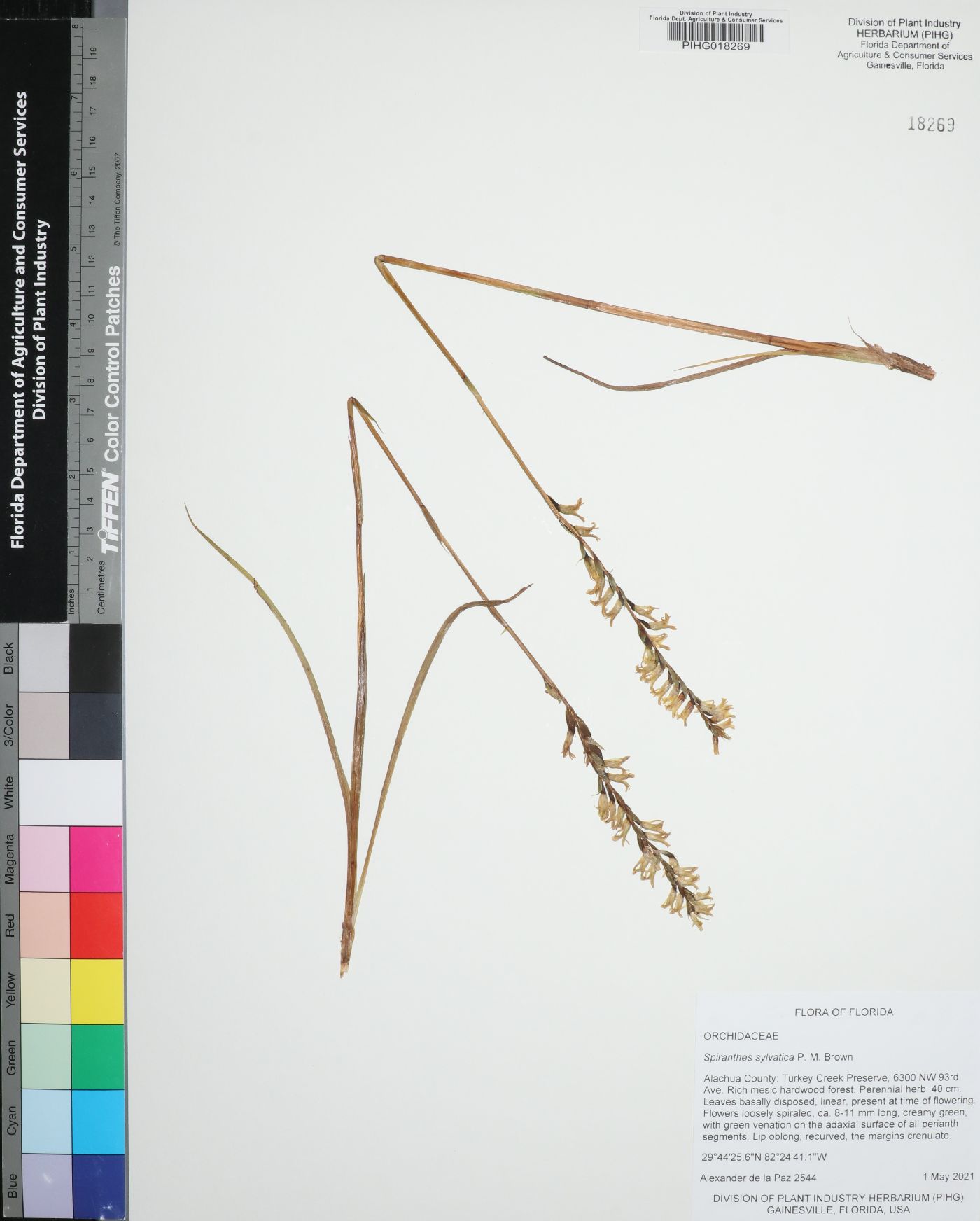 Spiranthes sylvatica image