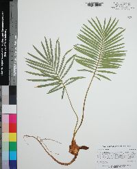 Cycas revoluta image