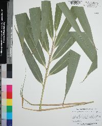 Pseudosasa japonica image