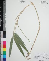 Pseudosasa japonica image