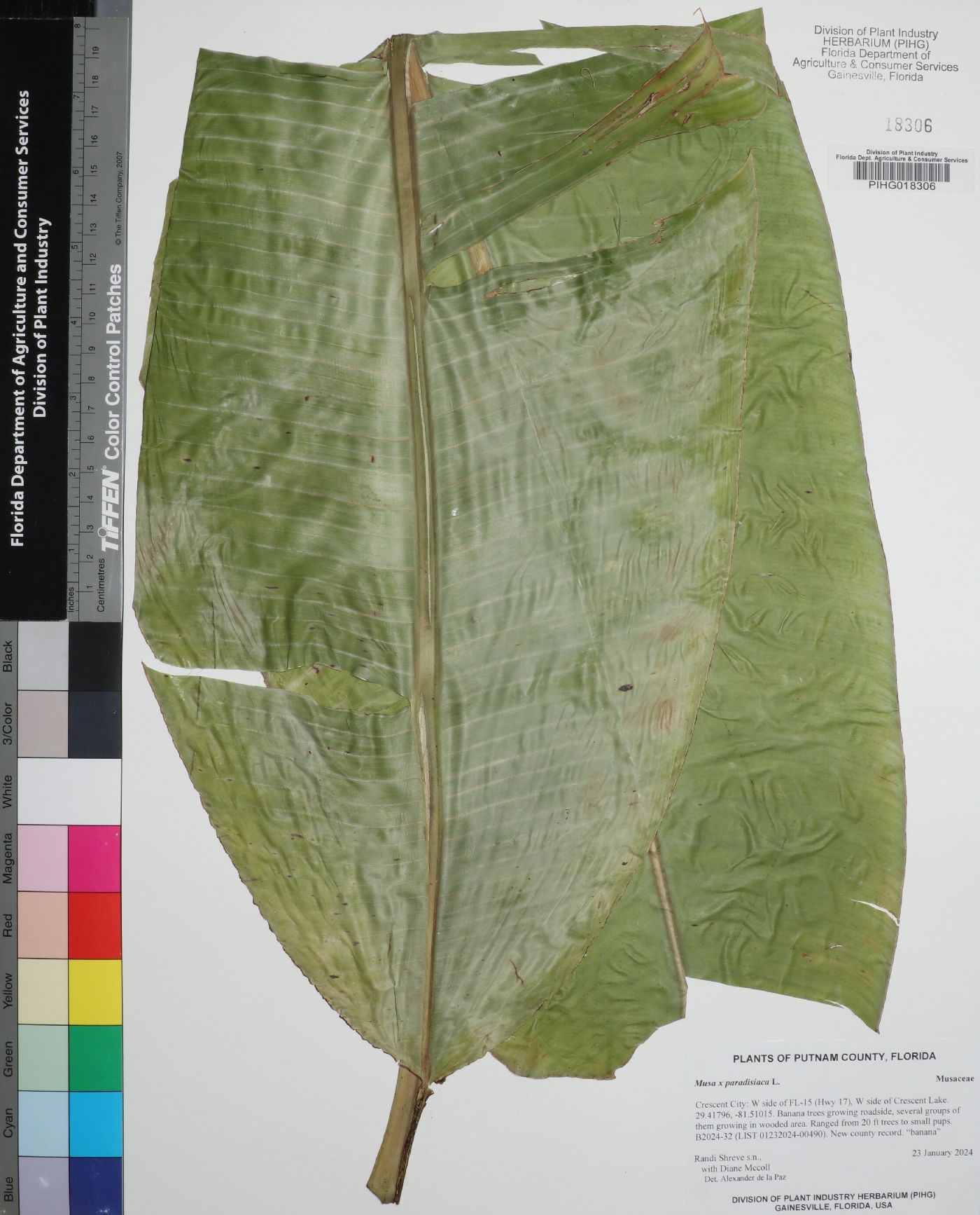 Musa x paradisiaca image