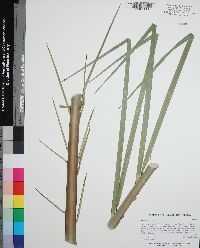 Phoenix reclinata image