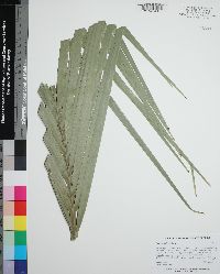 Phoenix reclinata image