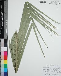 Phoenix reclinata image