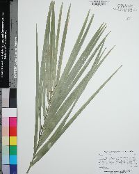 Phoenix reclinata image