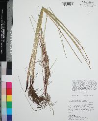 Eleocharis macrostachya image