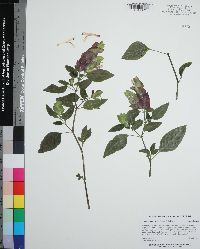 Justicia brandegeeana image