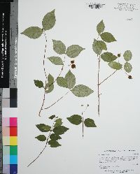 Eugenia uniflora image