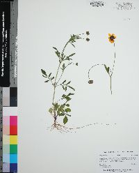 Coreopsis basalis image